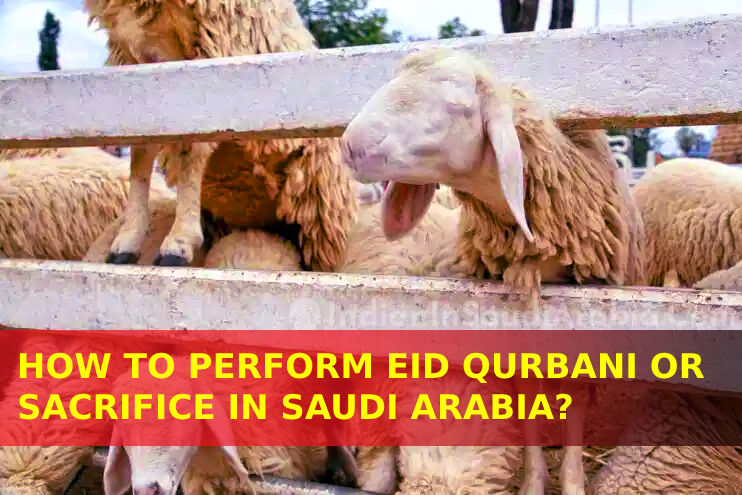 Procedure To Perform Eid Qurbani (Sacrifice Or Udhiya) In Saudi Arabia